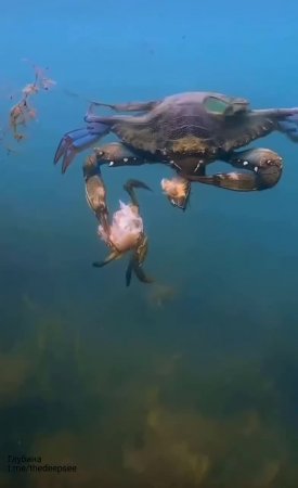 Синий краб (Callinectes sapidus) — настоящий хищник прибрежных вод, который активно охотится и по...