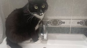 Кот- водопроводчик!