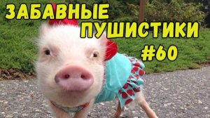 Я РЖАЛ ДО СЛЕЗ 😹 СМЕШНЫЕ КОШКИ И СОБАКИ  СМЕШНЫЕ ЖИВОТНЫЕ 2025 😹 ЛУЧШИЕ ПРИКОЛЫ #60