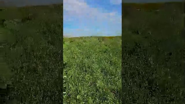 пастух