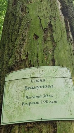 Пинск - красота!