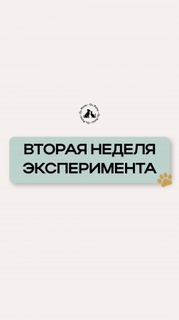 Вторая неделя эксперимента
