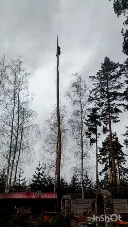Сосна в Балтыме