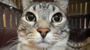СМЕШНЫЕ КОТЫ 2024 ЛУЧШИЕ ПРИКОЛЫ С КОТАМИ, КОШКИ, КОТИКИ, СМЕШНОЕ ВИДЕО