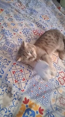 котик любит игру