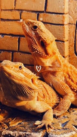 Мои драконы❤️❤️ #community #pets #my #dragon #agama #life #like #topnews #top #shortvideo #shorts