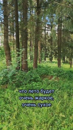 На природе опять дожди #природа #лес #лето #Красиво