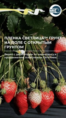 Плёнка СВЕТЛИЦА™ ГРУНТ на поле с открытым грунтом 🌱