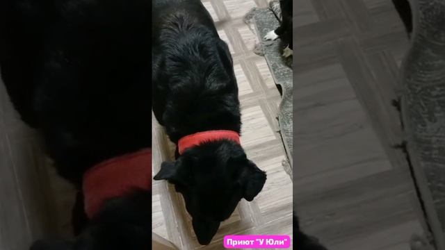 13 собак у Юлии. Радостно видеть их в здравии,в тепле.Улица и голод позади.Долгая жизнь- впереди.