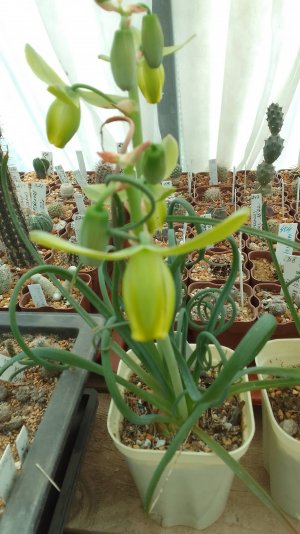 Альбука спиралис Albuca spiralis