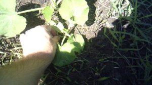 Обзор и полив наших кабачков 6 и 7 сорта "Грибовские"