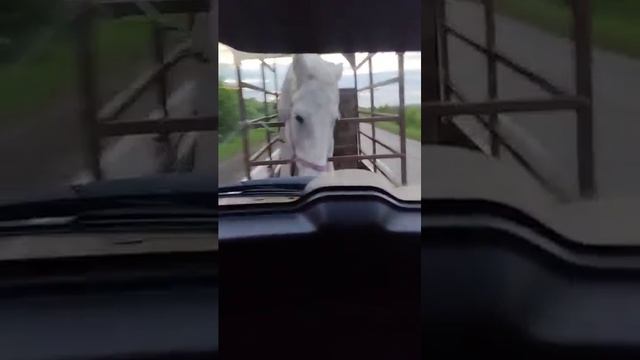 Алма. Новая лошадь в нашем хозяйстве 🐎💖