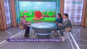 Чем опасны слизни для людей и природы?