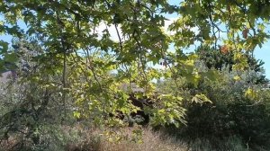 СТАРЫЙ КЛЁН СТУЧИТ В ОКНО
