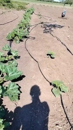 Цветы цикория 🍃