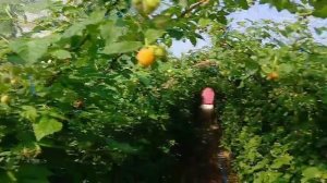 Малиновая беседка своими руками часть 2