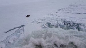 Напугали бедолагу! Видео.