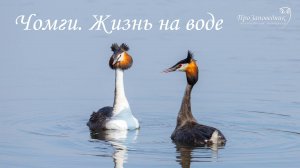 Чомги жизнь на воде