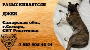 Пропала собака! ДЖЕК. Самарская обл, г.Самара,
СНТ Ракитовка