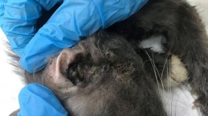 Гнил на улице заживо..., пока не заметили те, чьи сердца сжались от ужаса и жалости | Графит