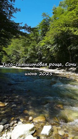 Тисо-самшитовая роща, Сочи. Июнь 2025