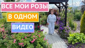 ТОЛЬКО ПОСМОТРИТЕ! НЕВЕРОЯТНОЕ ЦВЕТЕНИЕ РОЗ В ИЮЛЕ!