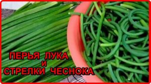 Заготовки на зиму ПЕРЬЯ ЗЕЛЕНОГО ЛУКА И ЧЕСНОЧНЫЕ СТРЕЛКИ. Как будто что только сорвана с грядки.