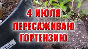 4 июля. Пересадка метельчатых гортензий