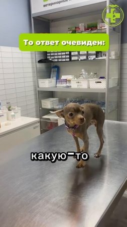 Заморили голодом