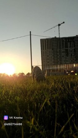 Краснодар выгул собаки