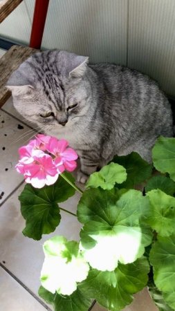 Котик Маню с цветочками.