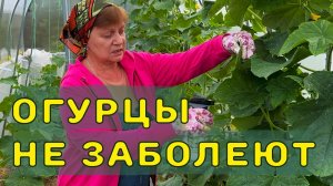 Защищаем огурцы от болезней. Мучнистая роса и др.