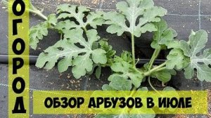 Арбузы в июле: обзор роста, ухода и подготовки к сладкому урожаю