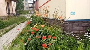 Красота возле магазина