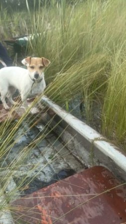 перегоняем лодки ближе к избушке. воды мало , болота высыхают , идём с трудом))