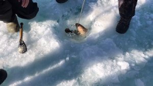 Поездка на рыбалку в Монголию на оз. Хубсугул. 2023 г.