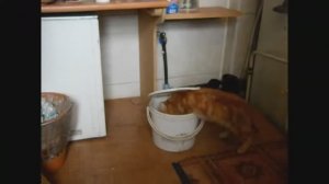 Жизнь в деревне - Завтрак: Кот и Собака . Видео с архива