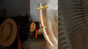 Приколы животные и не только