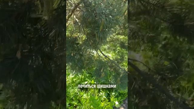 Будем делать варенье из шишек! #варенье #шишка #сосны #огород #дача #заготовкиназиму