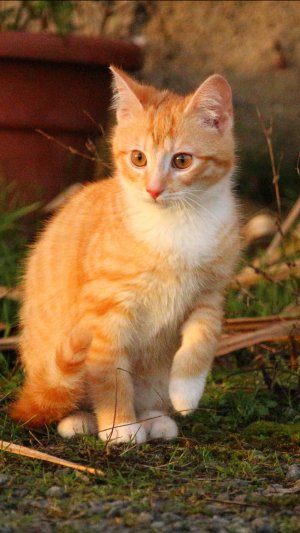 Кошачья жизнь