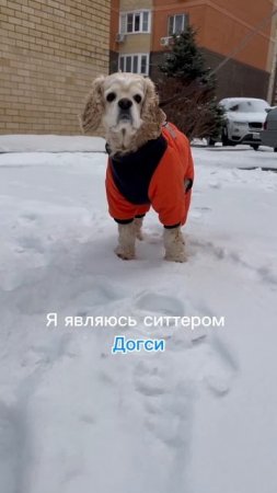 Краснодар выгул собак