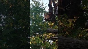 заселение воробьëв в скворечник часть 1