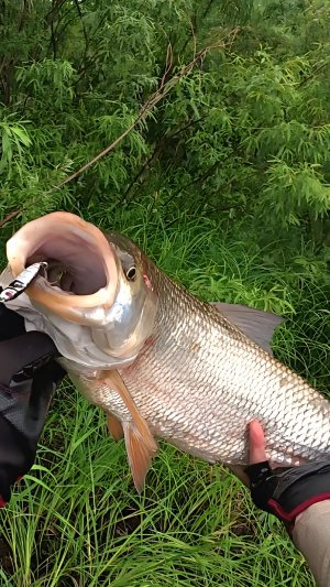 Крупный жерех в июле! 🎣