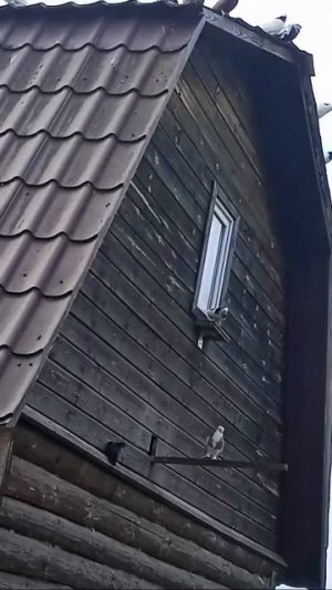 куры, голуби🐓