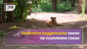 Кинологи поддержали закон об усыплении собак
