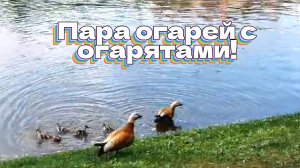 Пара огарей с огарятами
