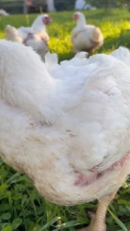 Куры бройлеры 45 суток