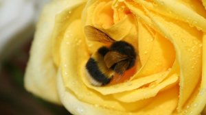 Мохнатый толстячок 🐝