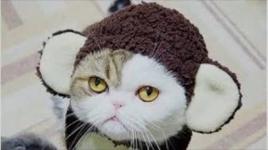 СМЕШНЫЕ КОТЫ 2025 ЛУЧШИЕ ПРИКОЛЫ С КОТАМИ, КОШКИ, КОТИКИ, СОБАЧКИ, СМЕШНОЕ ВИДЕО