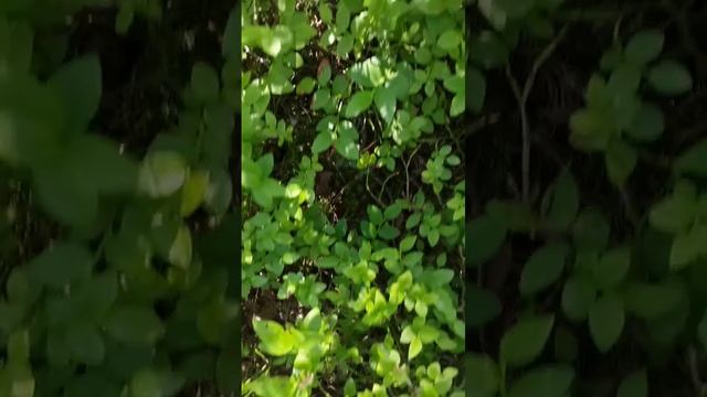 VID-20250704-WA0014